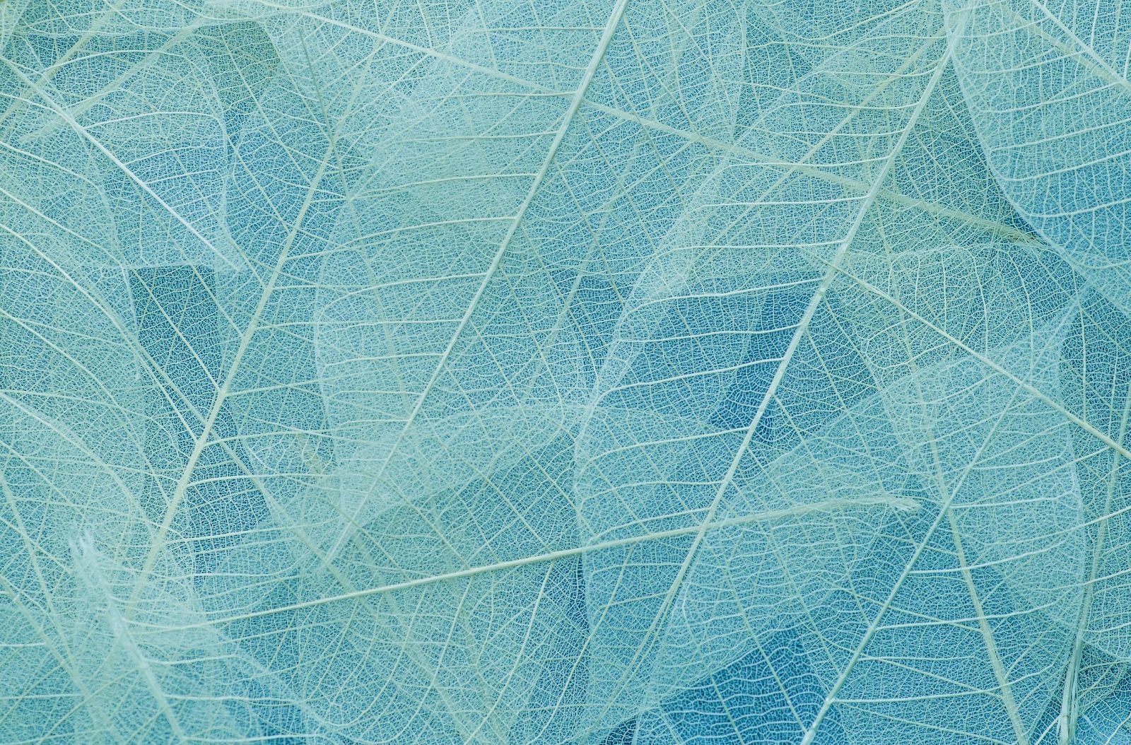 The image shows a close-up of translucent blue-green leaves layered on top of each other, highlighting their delicate vein patterns.