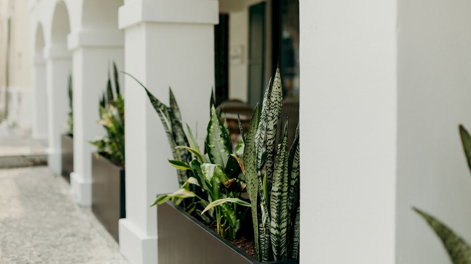 The image shows a row of planters with tall green plants, set against a building with white arches and light-colored walls.